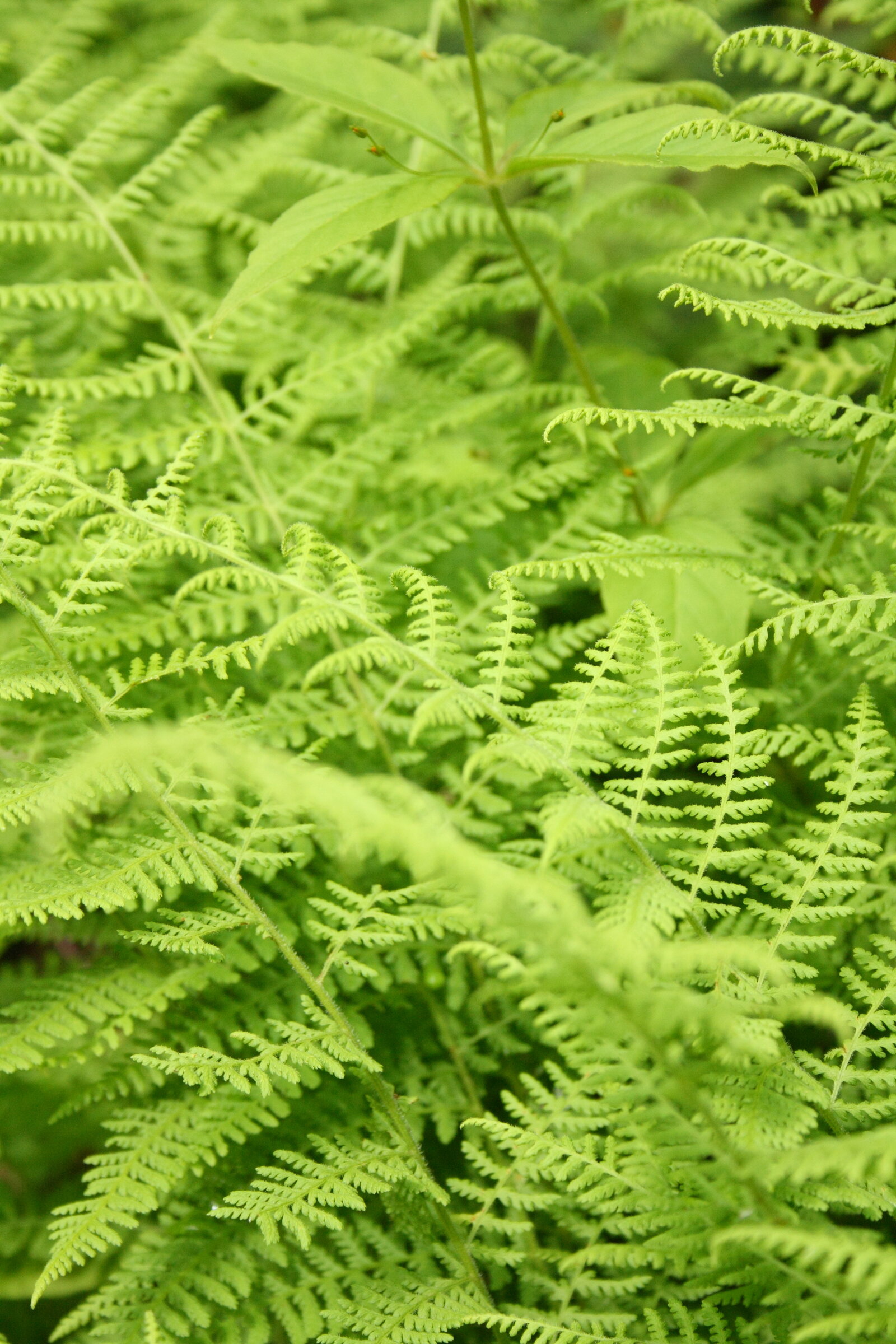 Ferns