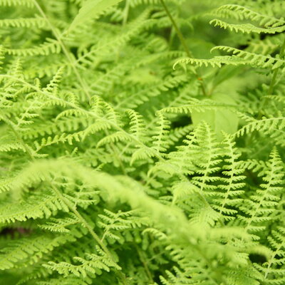 Ferns