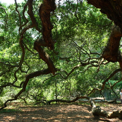 Angel oak tree
