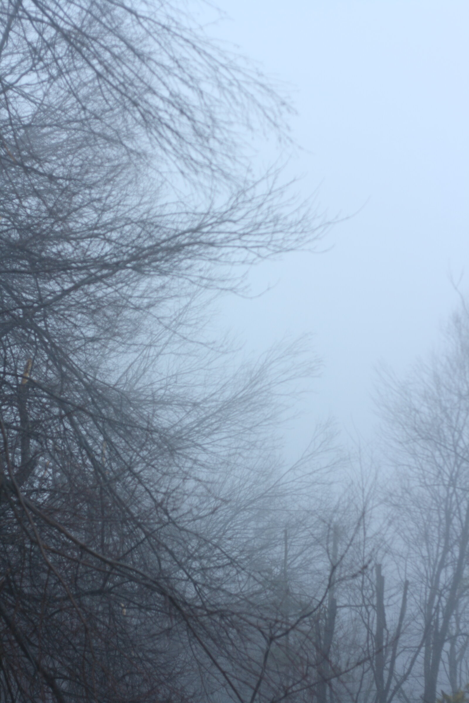 Branches in fog