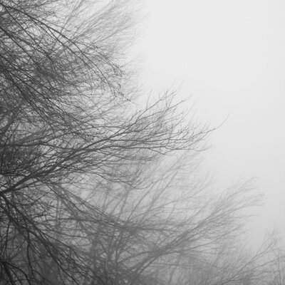 Tree in fog