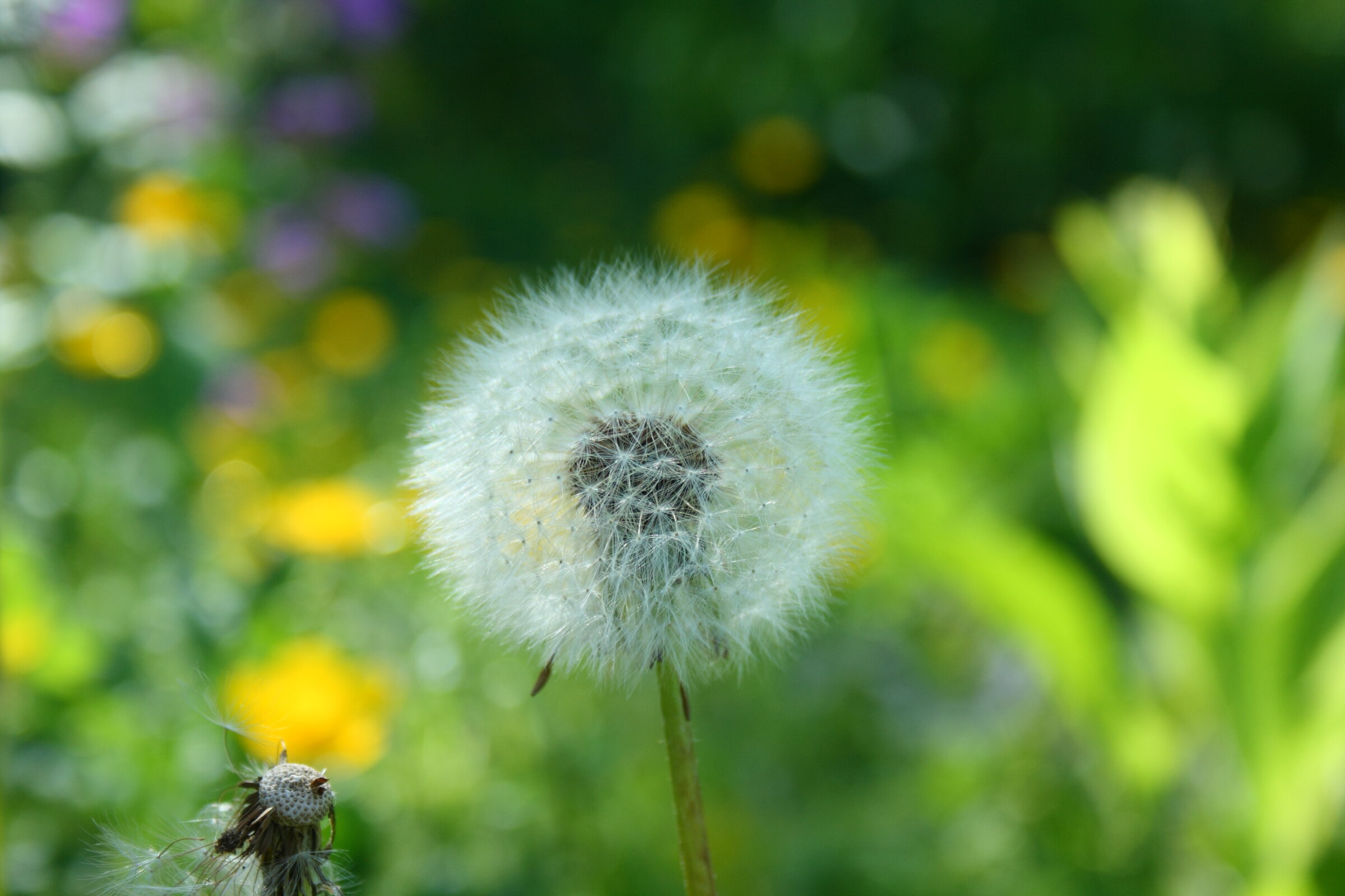 Dandelion