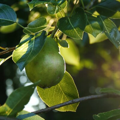 Pear in the evening