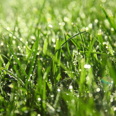 Dewy grass