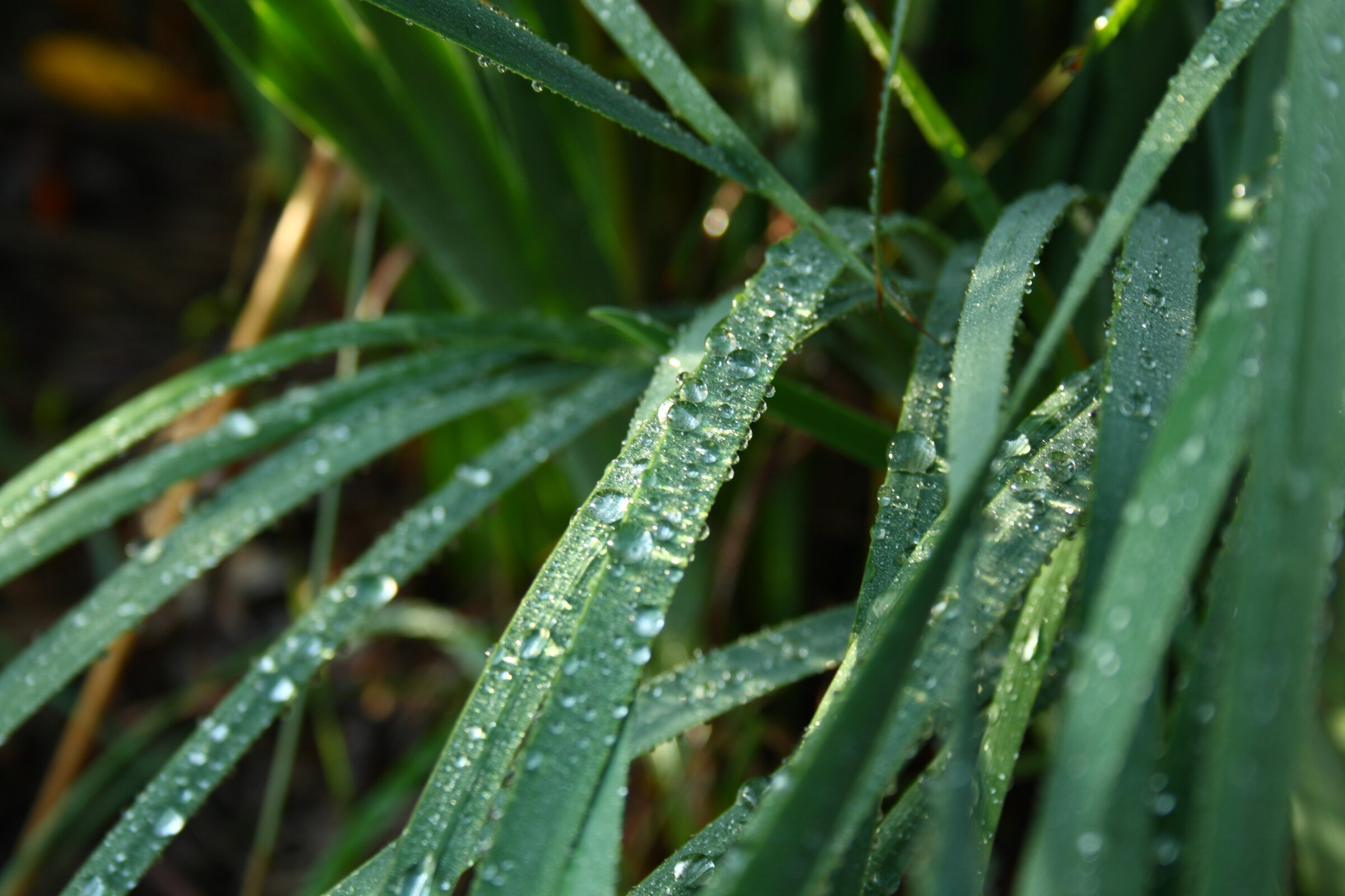Dewy plant