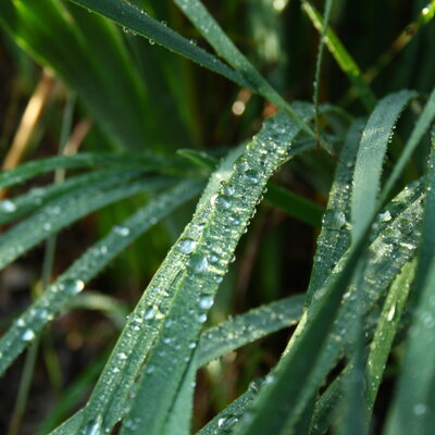 Dewy plant